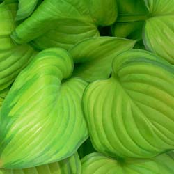 Hosta 'Guacamole' / Hosta Guacamole